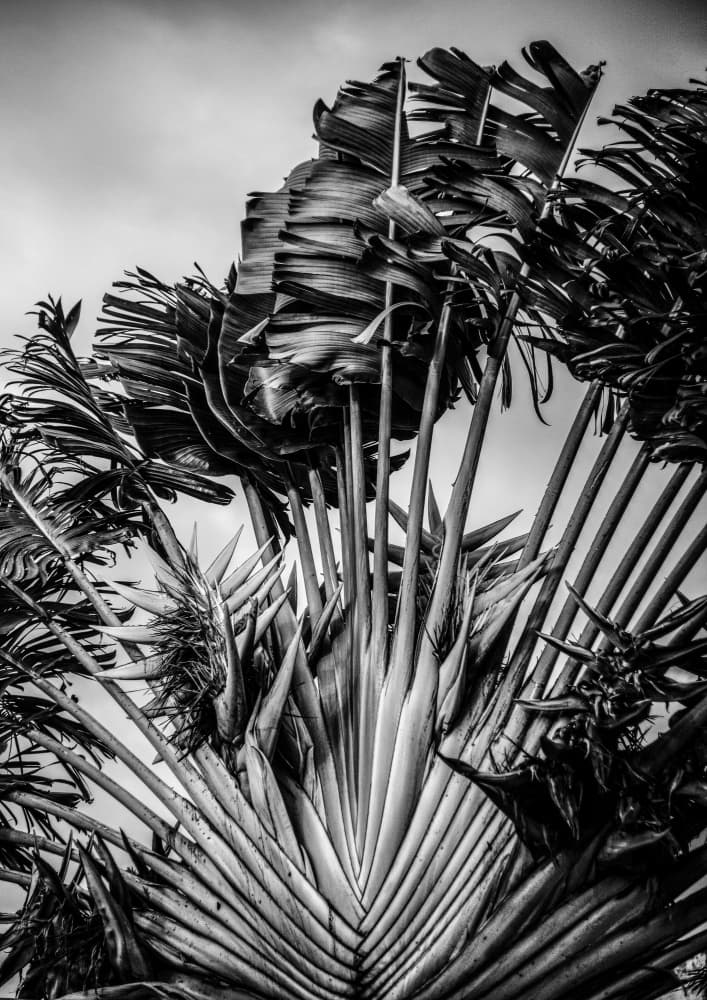 Tropical Dancer by Shot by Clint — canvas wall art