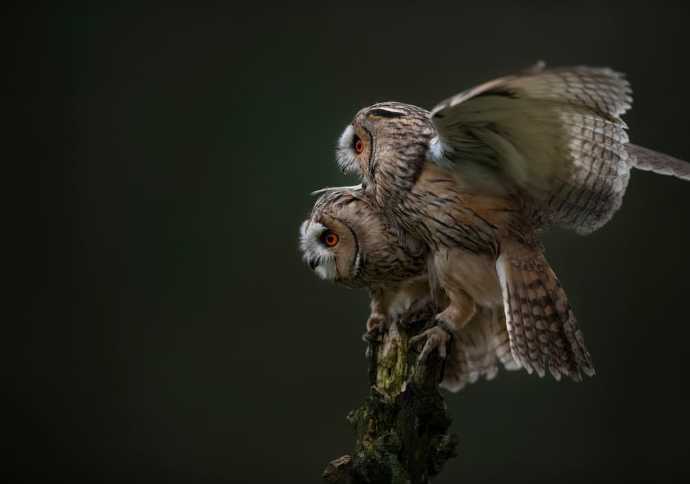 Owls Taking Flight by Chris Coenders — canvas wall art