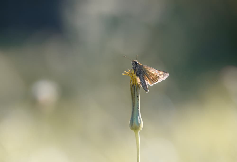Butterfly On Dandelion Bud by Oana Vasileniuc — canvas wall art