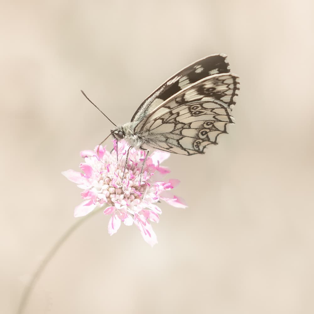 Delicate Butterfly Bloom by Annie Keizer — canvas wall art