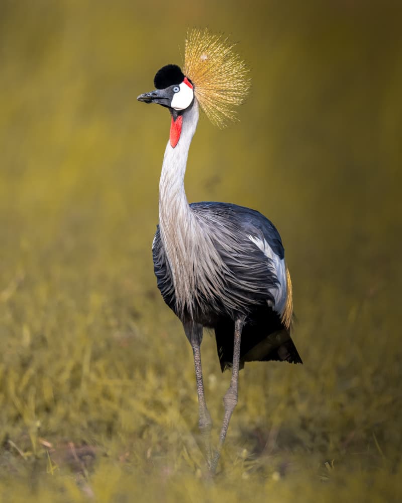 Majestic Crowned Crane by Ahmed Elsheshtawy — canvas wall art