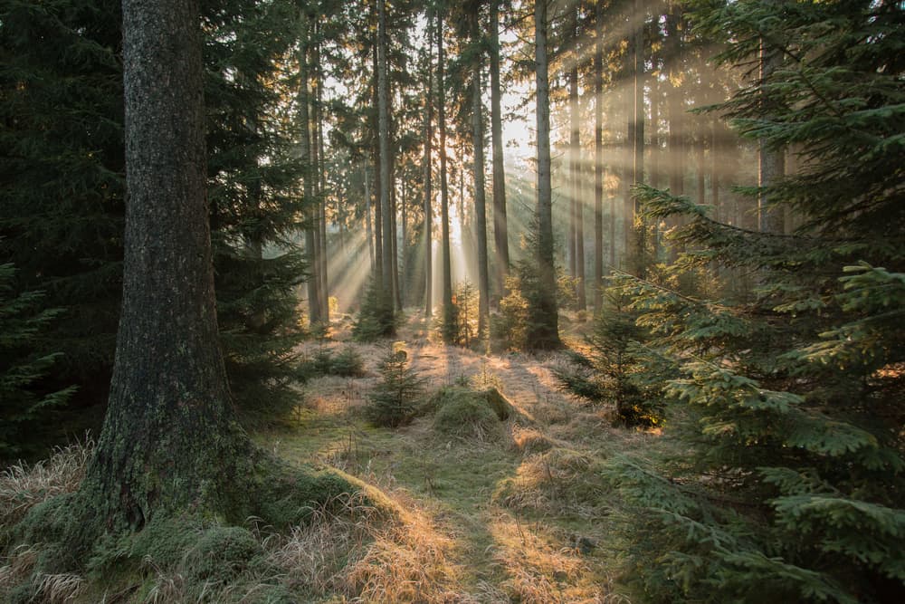 Misty Forest Sunbeams by Vincent Croce — canvas wall art