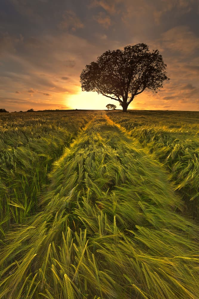 Path Through Golden Fields by Derek Smyth — canvas wall art