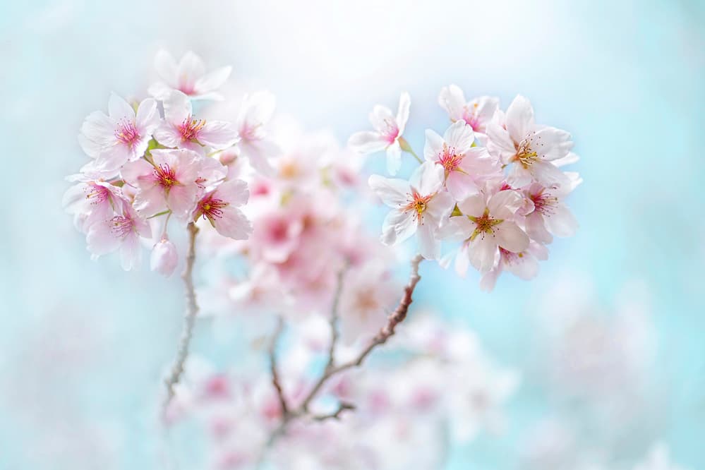 Soft Pink Cherry Blossoms by Jacky Parker — canvas wall art