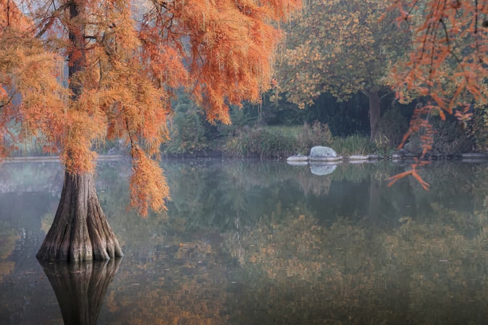 Autumn Cypress Reflections by Roswitha Schleicher-Schwarz — canvas wall art