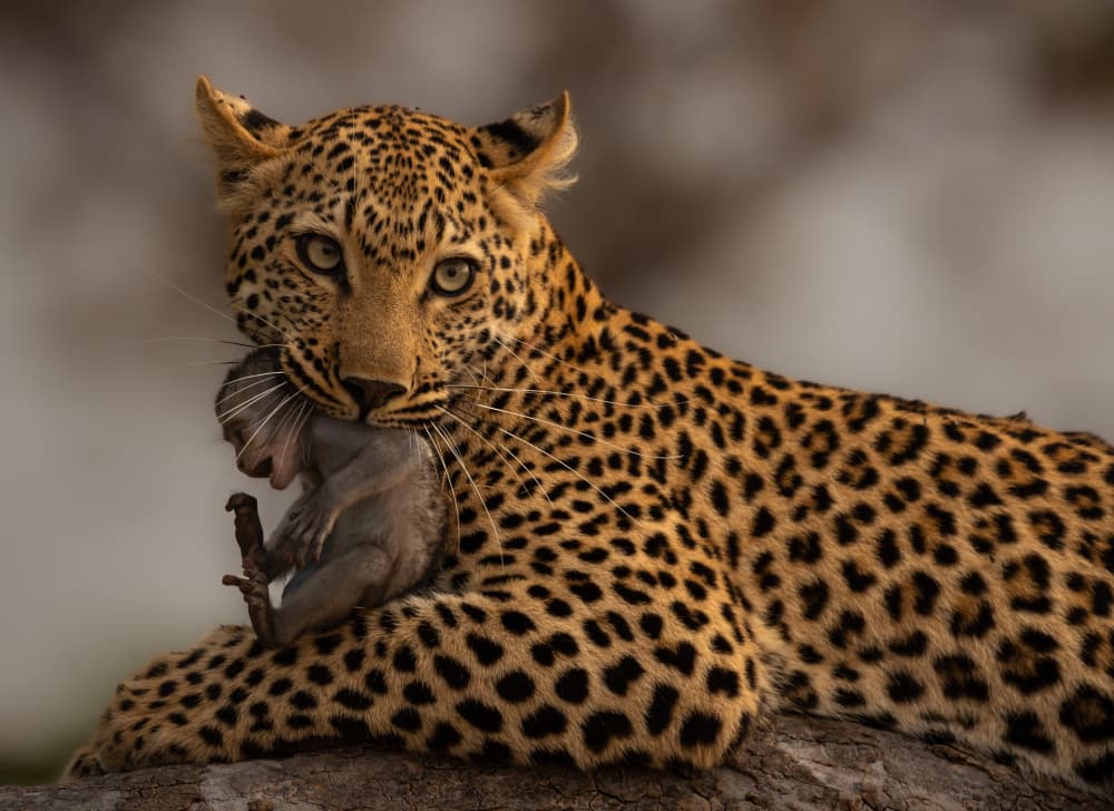 Leopard's Wild Catch by Silje Wessel Pettersen — canvas wall art