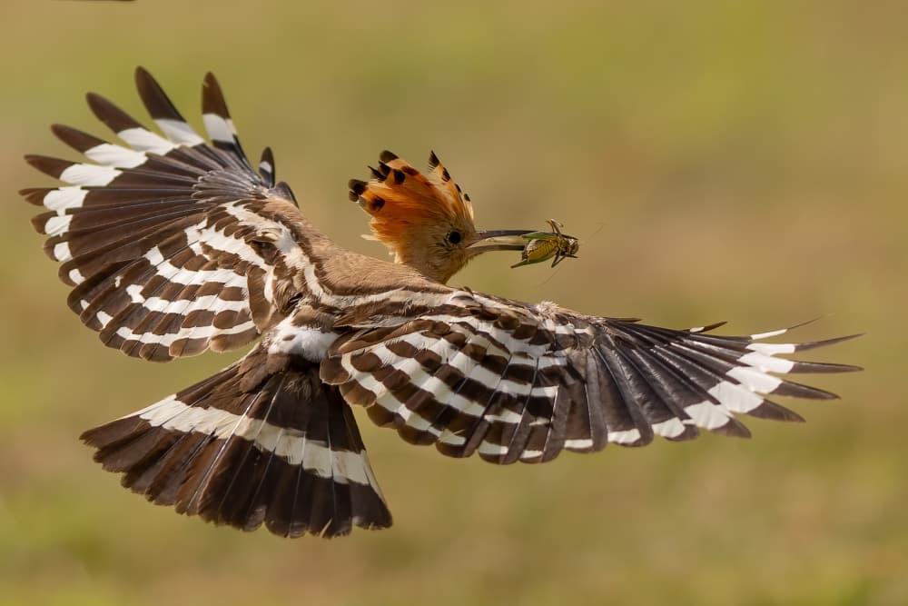 Hoopoe Flying With Prey by Dirk Koster — canvas wall art
