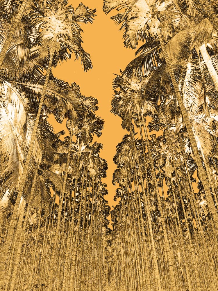 Golden Palm Alley by Santhosh ch — canvas wall art