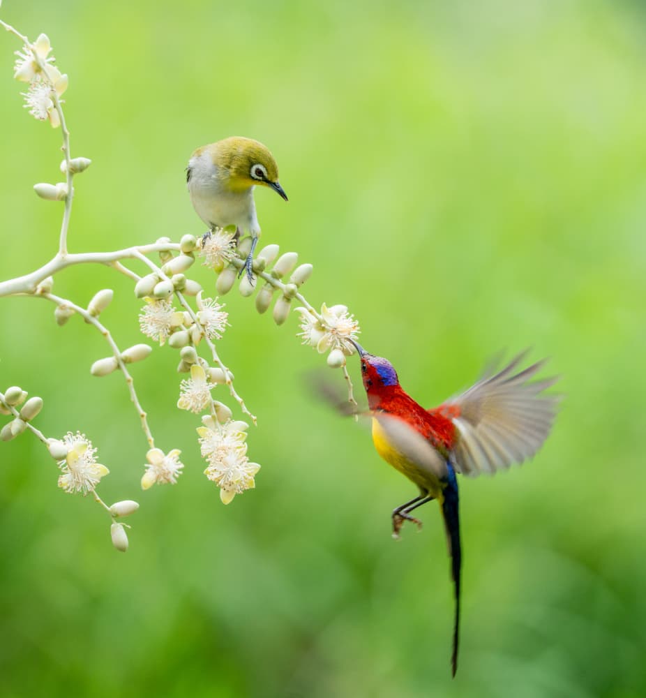 Vibrant Birds Feeding by Tran Van Truong — canvas wall art