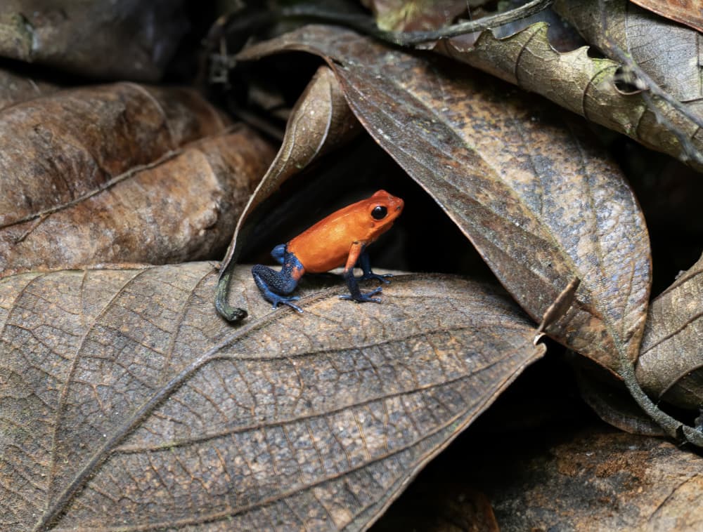 Vibrant Orange Dart Frog by JA Ruiz Rivas — canvas wall art