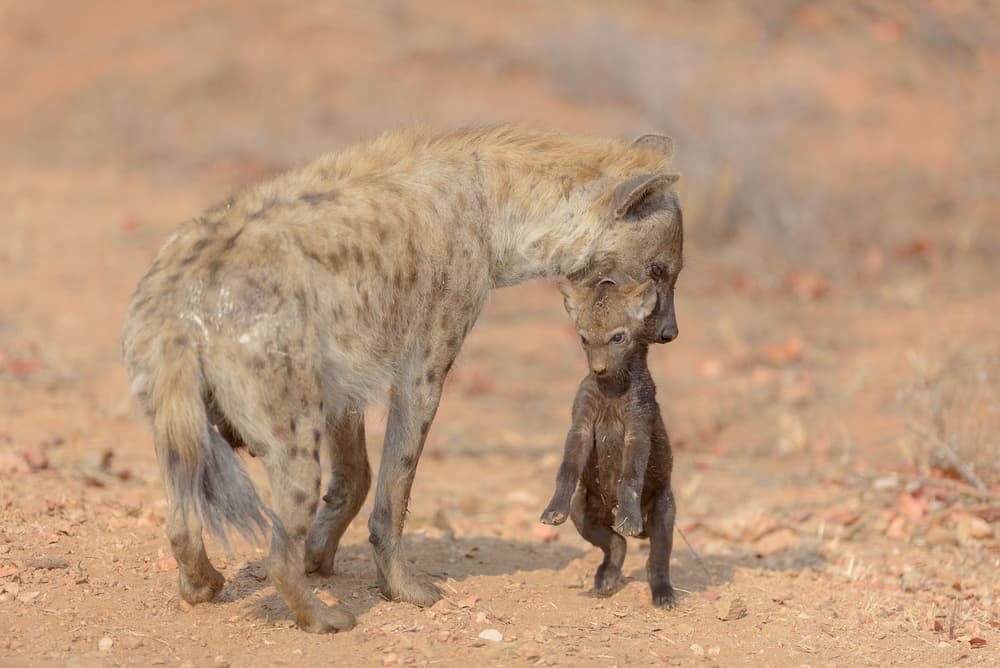 Hyena Mother and Cub by Ozkan Ozmen / Big Lens Adventures — canvas wall art