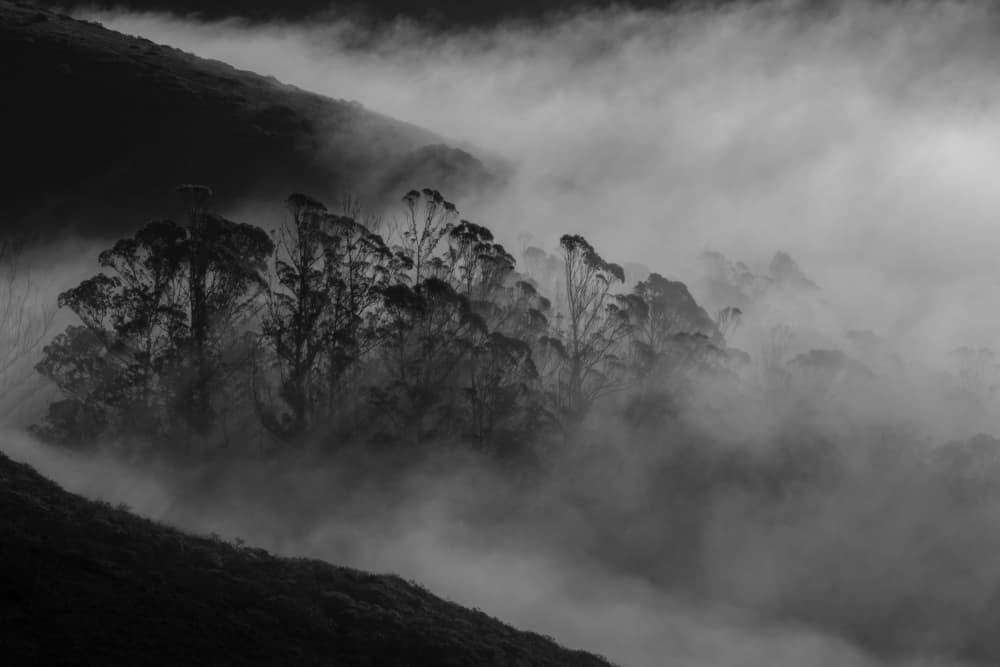 Misty Forest Trees by Yun Mao — canvas wall art