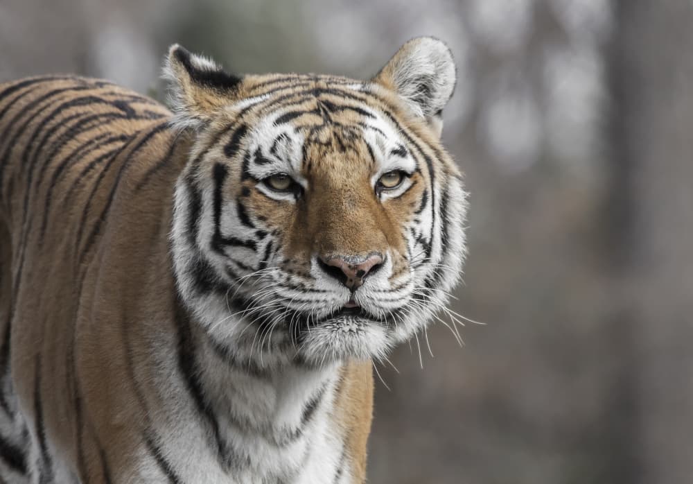 Majestic Tiger Gaze by Ozan AKTAS — canvas wall art