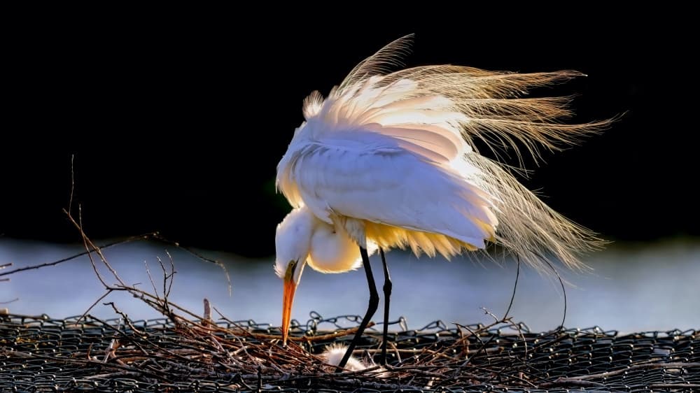 Egret Nesting in Golden Light by Hanping Xiao — canvas wall art