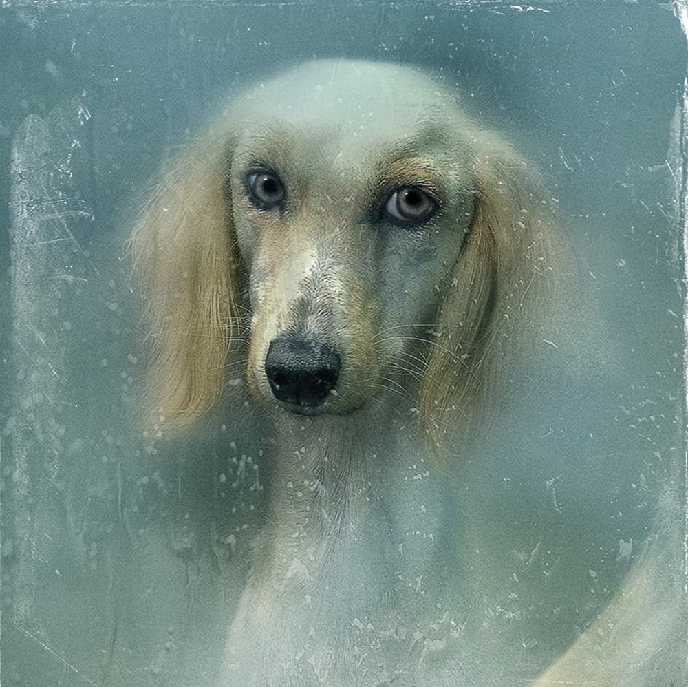 Regal Afghan Gaze by Svetlana Melik-Nubarova — canvas wall art