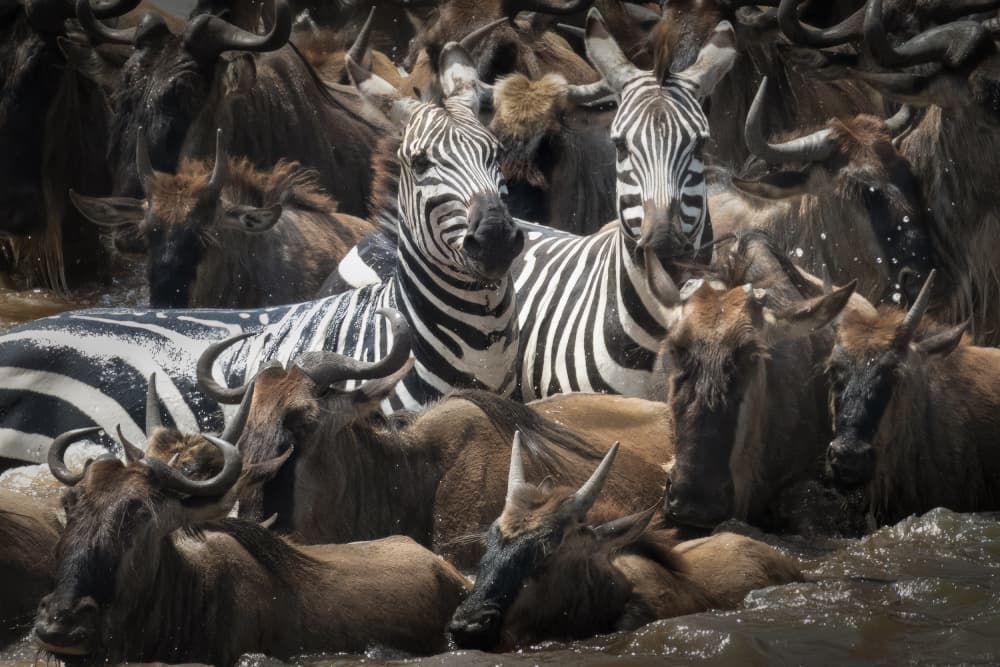 Zebras Wildebeest Crossing by Ali Khataw — canvas wall art