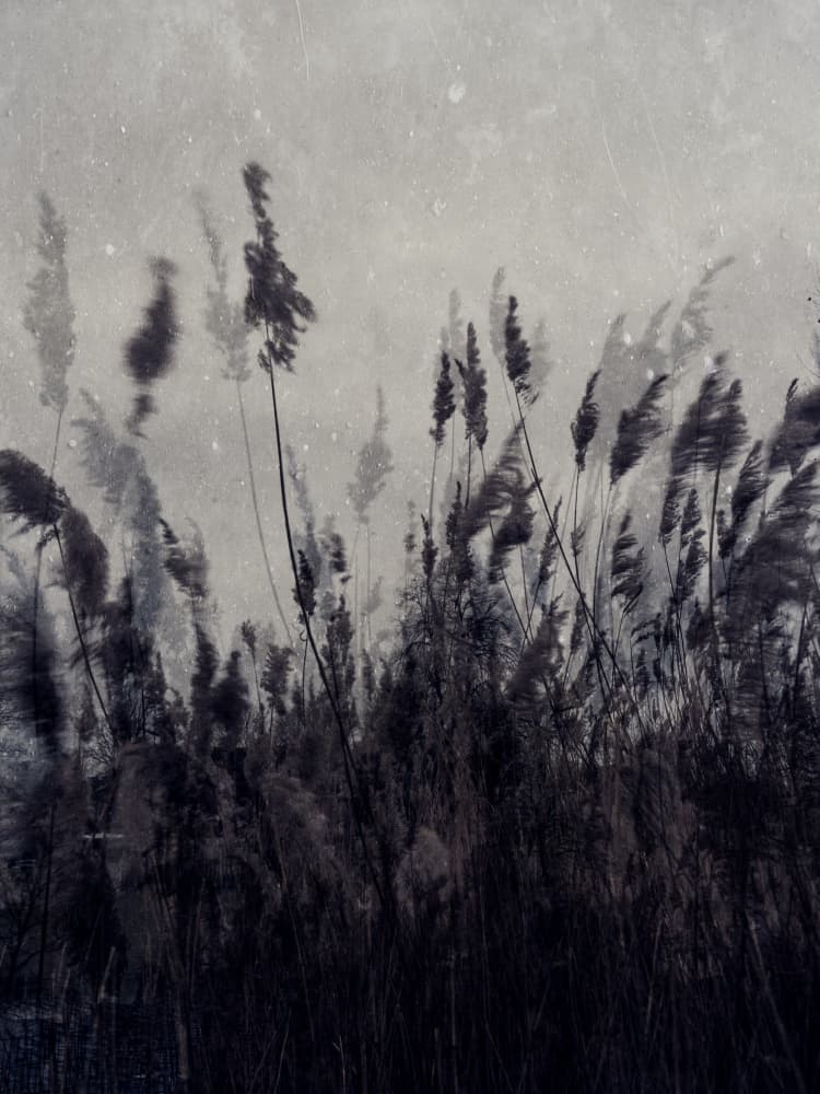 Moody Reeds Landscape by Imaginative — canvas wall art