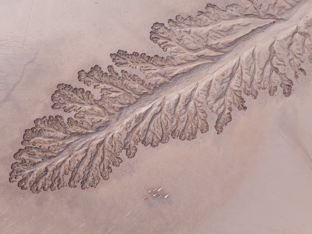 Desert Leaf and Herd by Bingo Z — canvas wall art