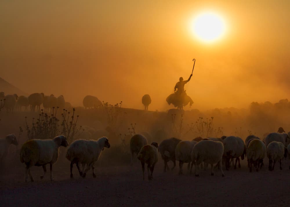 Golden Hour Shepherd by Feyzullah Tunç — canvas wall art