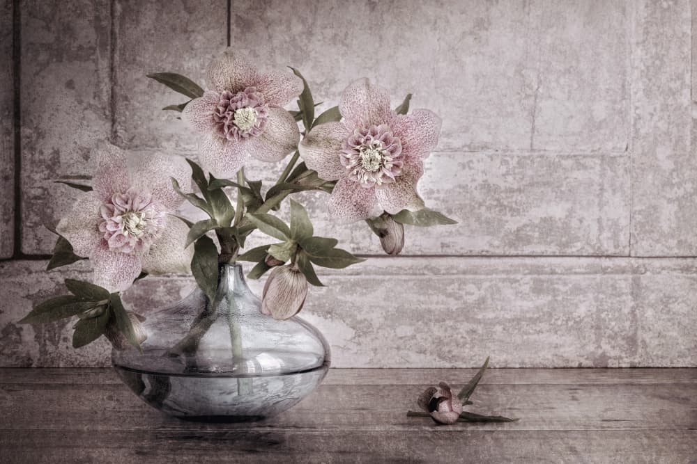 Rustic Hellebore Still Life by Jacky Parker — canvas wall art