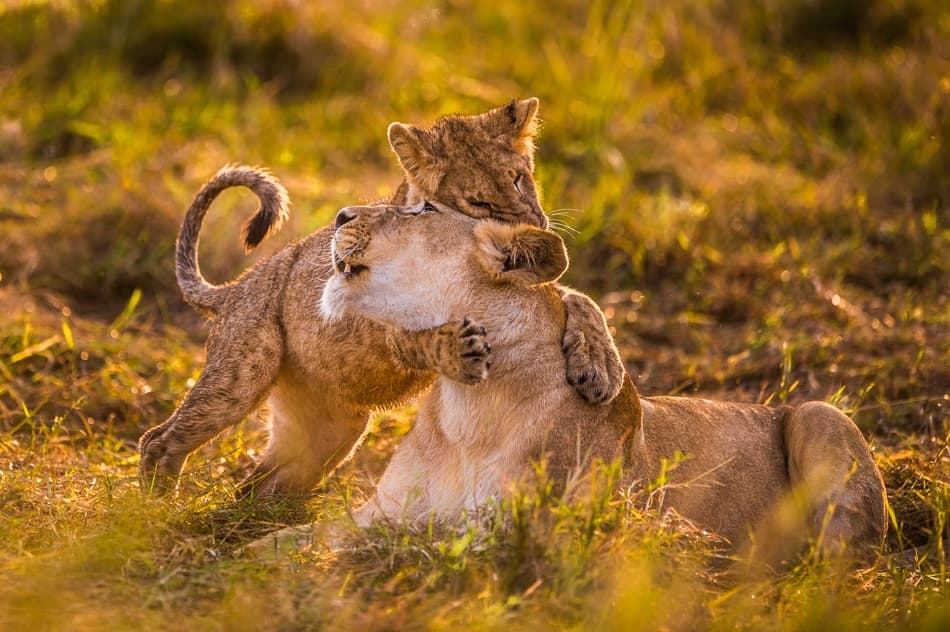 Lion Cub Embrace by Mohammed Alnaser — canvas wall art