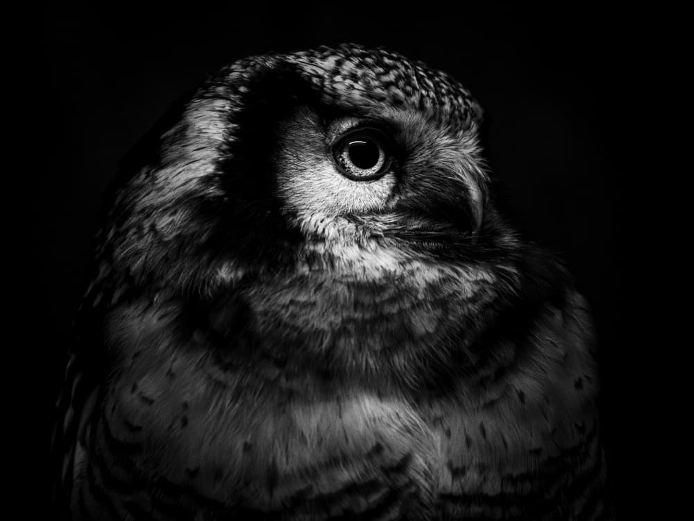Intense Owl Gaze by YUTAKA KURAHASHI — canvas wall art