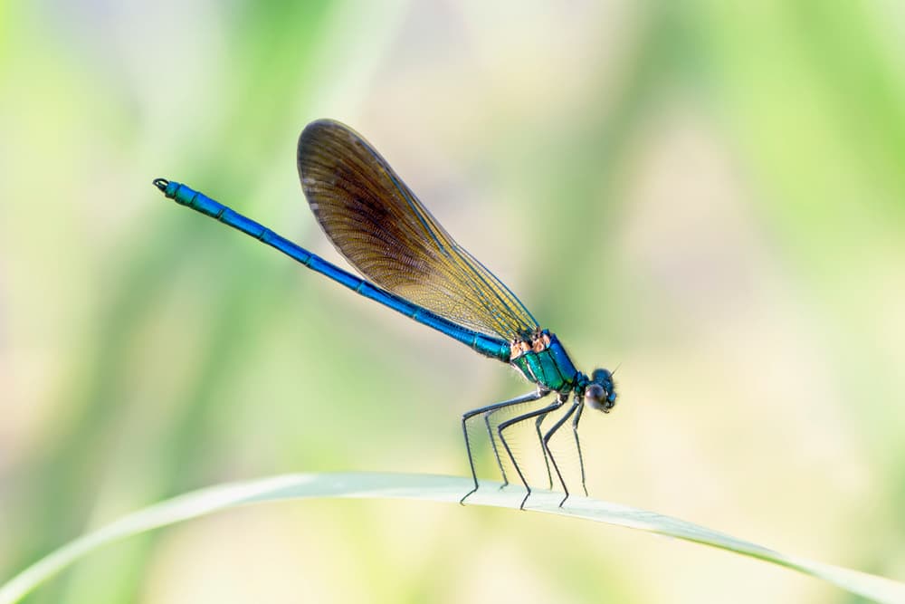 Vibrant Blue Damselfly by Lucia Gamez — canvas wall art