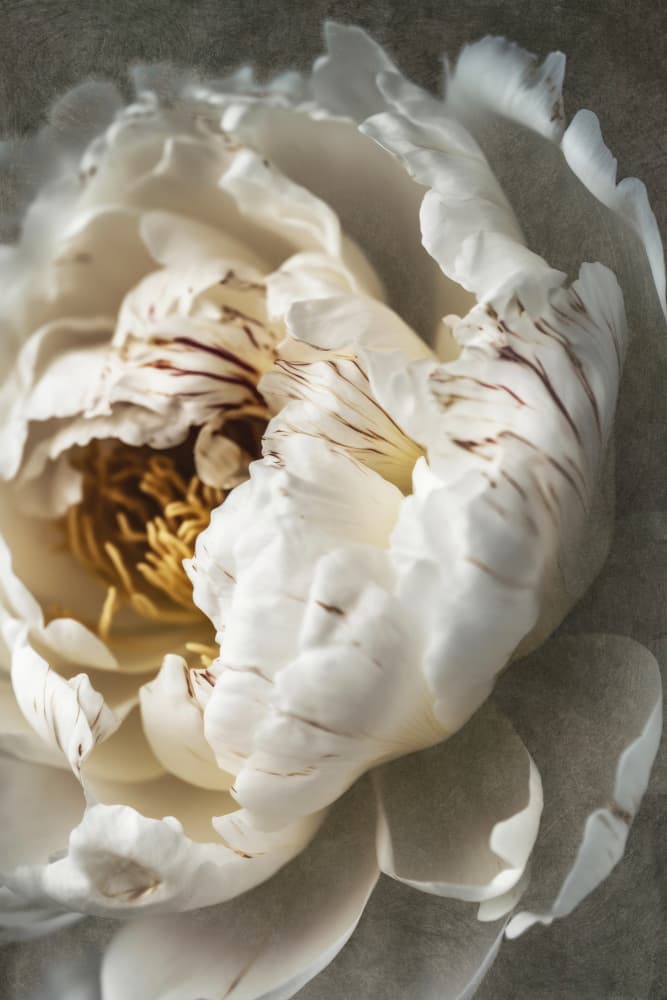 Petals of Serenity by Treechild — canvas wall art