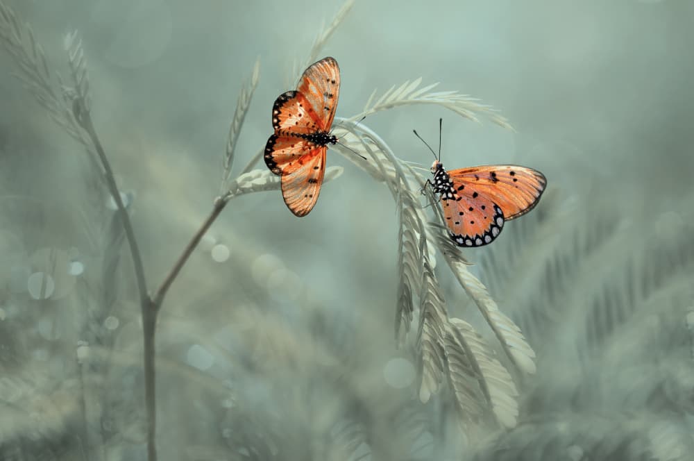 Orange Butterflies on Plant by Edy Pamungkas — canvas wall art