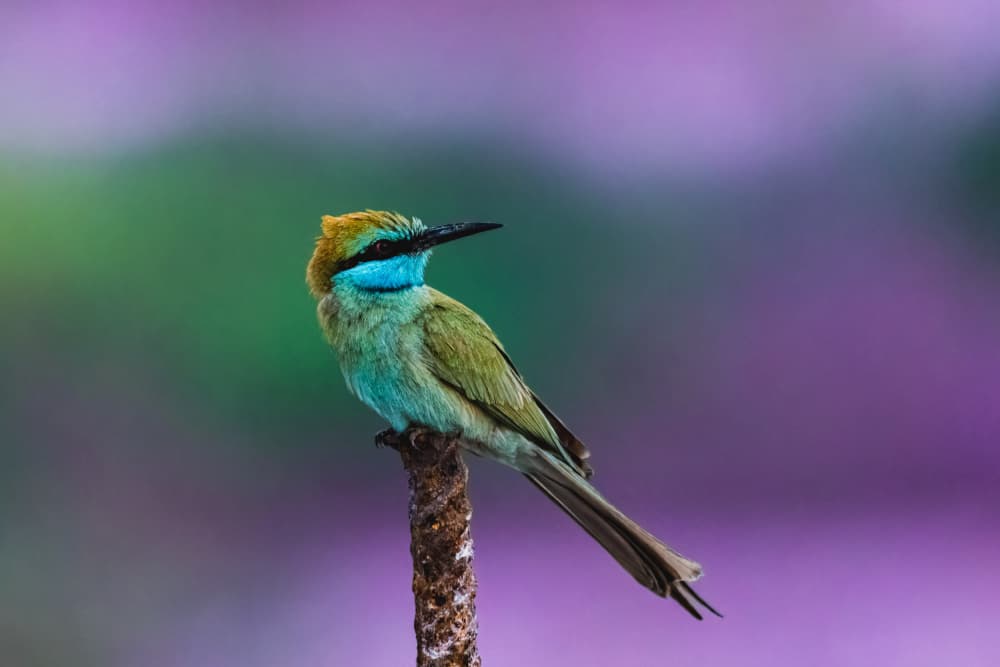 Vibrant Green Bee-eater by ptu6ki — canvas wall art