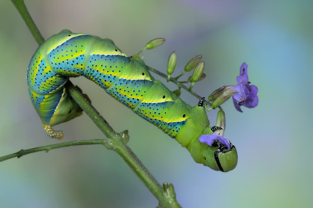 Vibrant Green Caterpillar by Jimmy Hoffman — canvas wall art