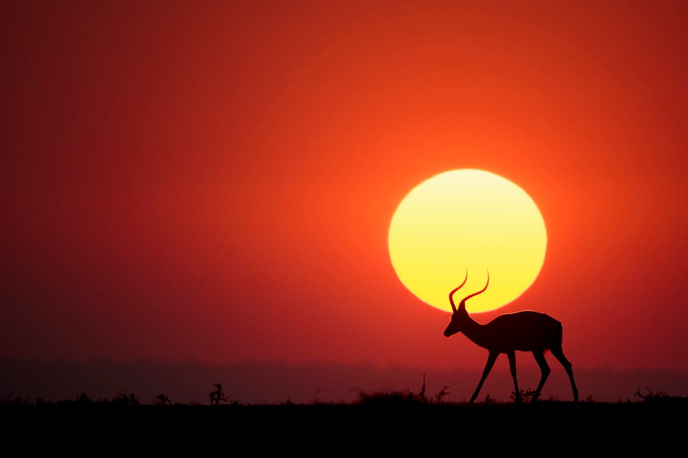 African Sunset Antelope by Renee Doyle — canvas wall art