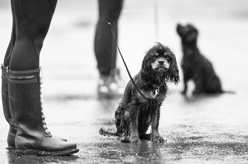 Wet Dog Waiting by Ole Walter Sundlo — canvas wall art