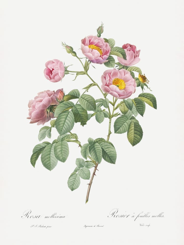 Semi Double Variety of Tomentose Rose, Les Roses (1817–1824) by Pierre-Joseph Redoute — canvas wall art