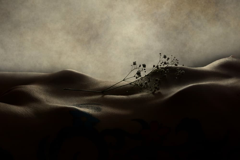 Soft Curves Dried Flower by Olga Mest — canvas wall art
