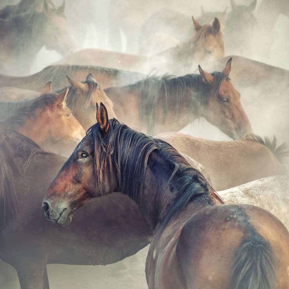 Misty Horse Herd by Hüseyin Taşkın — canvas wall art
