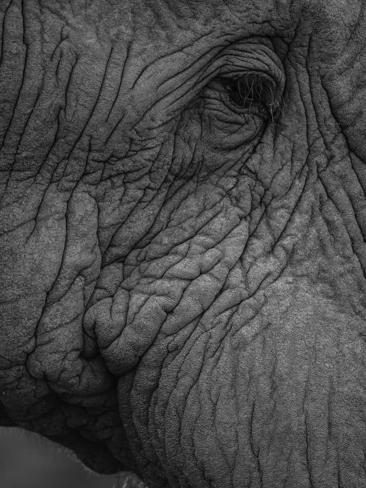 Elephant's Wisdom by Shot by Clint — canvas wall art