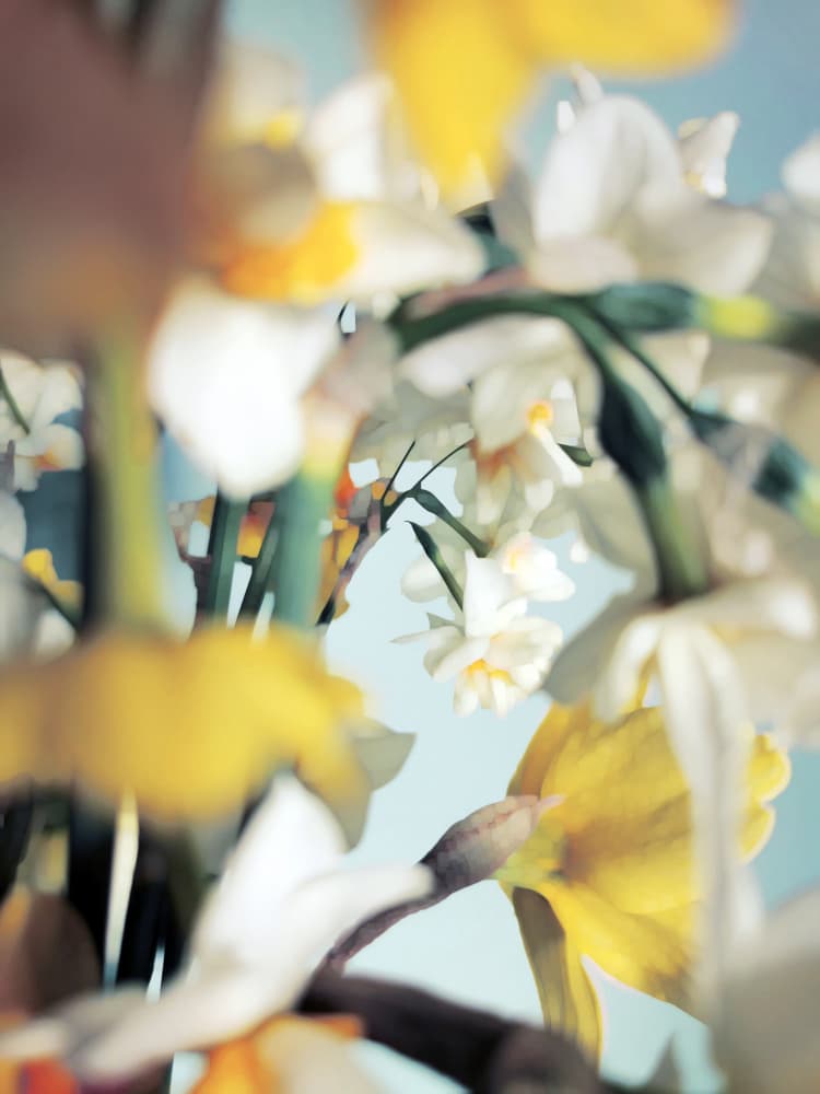 Soft Spring Daffodils by Angelo Cerantola — canvas wall art