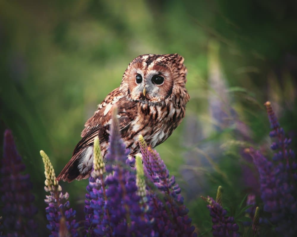 Serene Woodland Owl by Michaela Firešová — canvas wall art