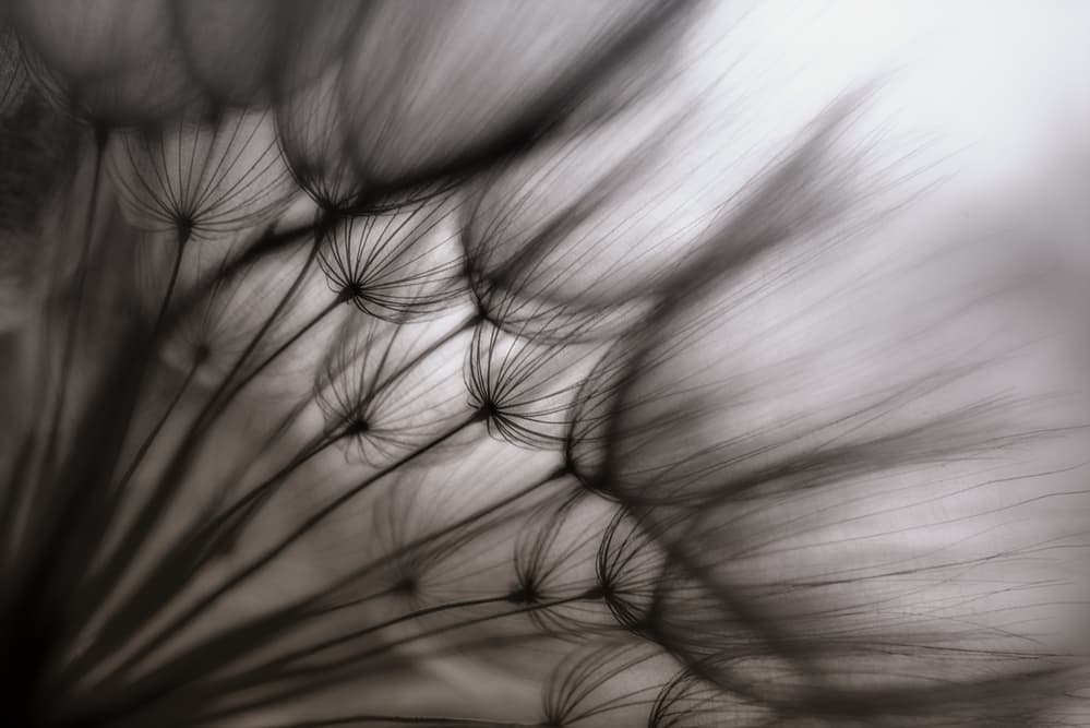Delicate Dandelion Seeds by Keren Or — canvas wall art