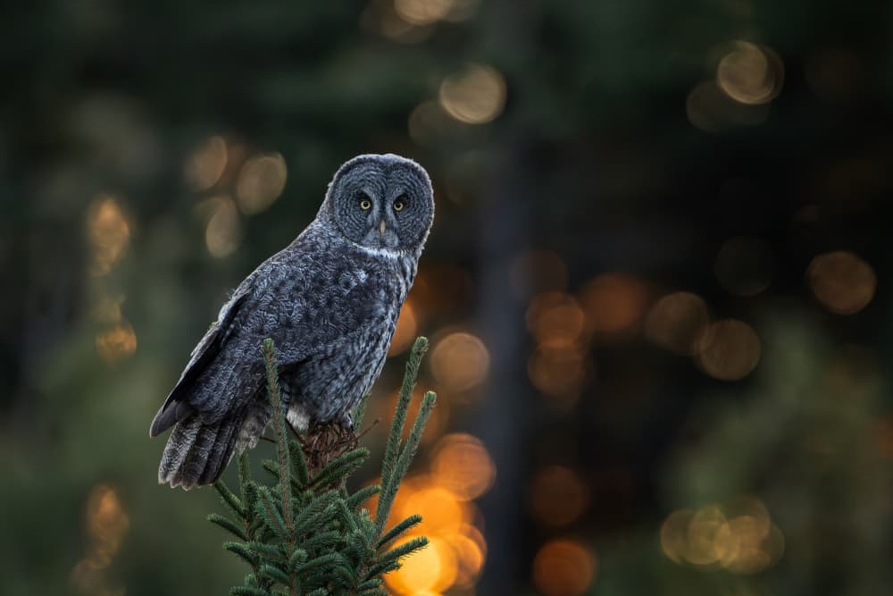 Great Gray Owl Gaze by Max Wang — canvas wall art