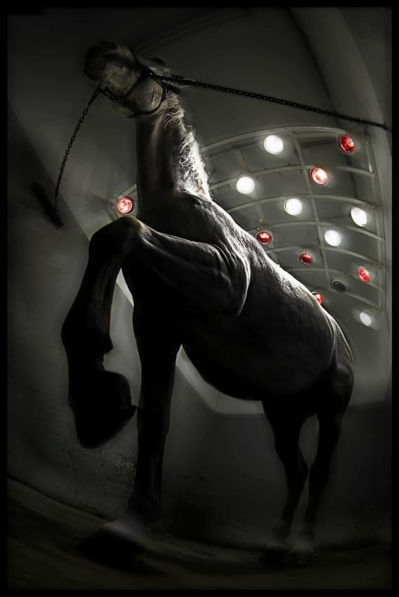 Powerful Equine Glow by Milan Malovrh — canvas wall art