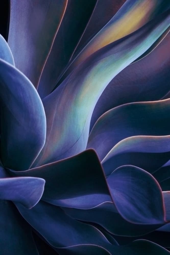 Deep Purple Succulent by Robin Wechsler — canvas wall art