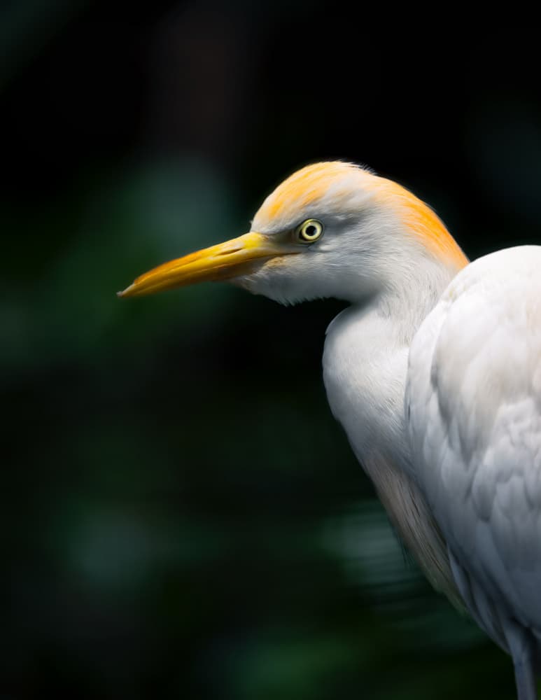 White Egret Profile by Alex Zhao — canvas wall art