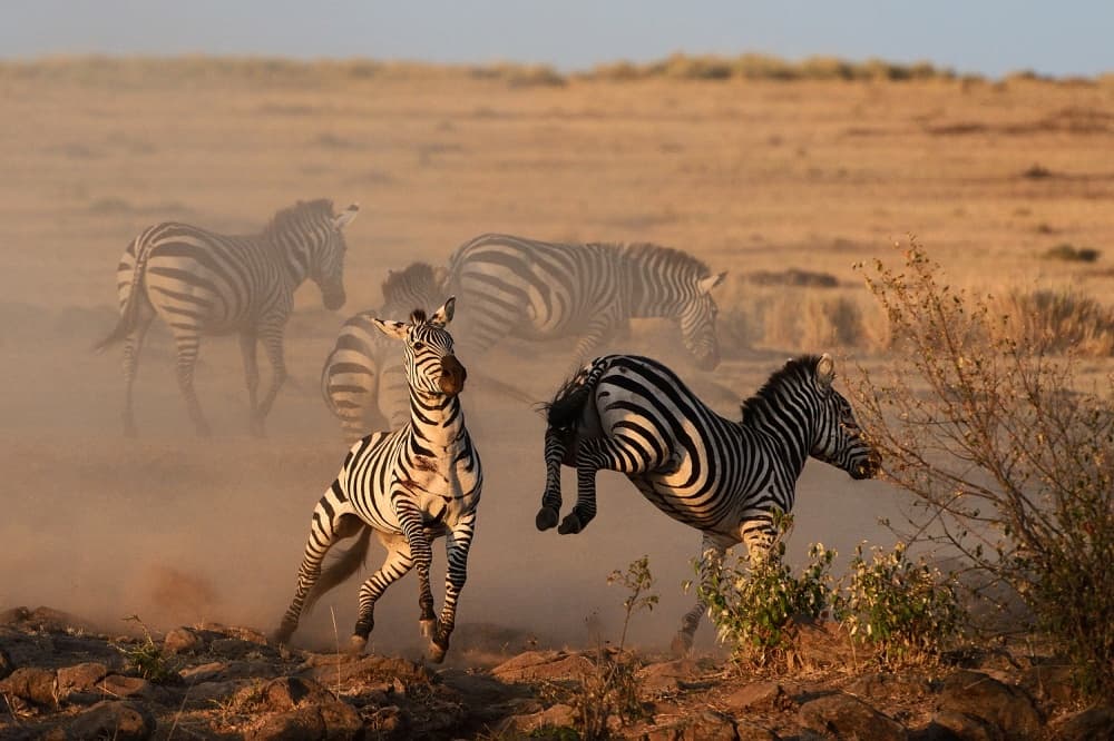 Wild Zebras Running by Muriel Vekemans — canvas wall art