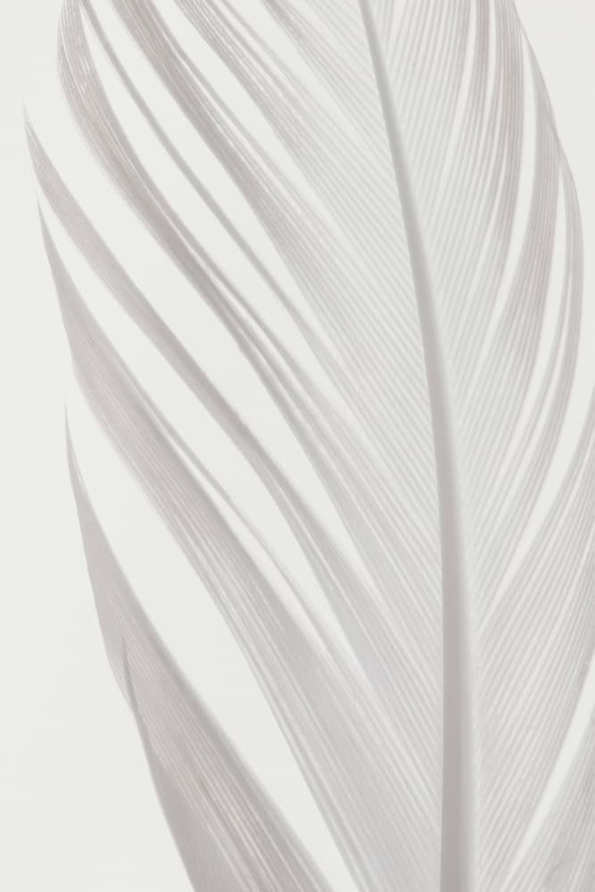 Delicate White Feather by Pictufy Studio III — canvas wall art