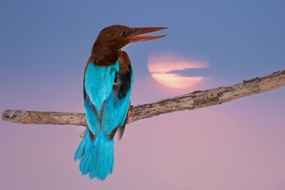 Vibrant Kingfisher Sunset by אייל בר אור • Eyal Bar Or — canvas wall art