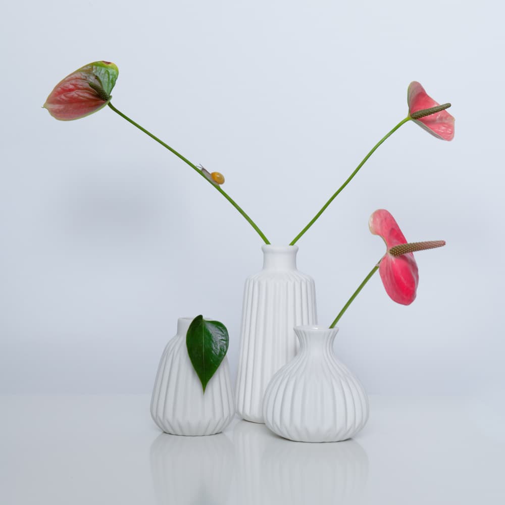Pink Anthurium and Snail by FranzStaab — canvas wall art