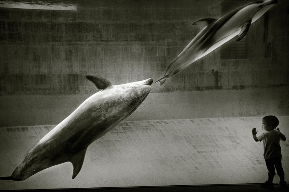Dolphin Child Wonder by Kenichiro Hagiwara — canvas wall art
