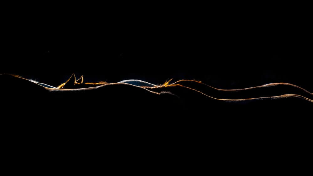 Golden Horse Silhouette by Avishai Avivi — canvas wall art